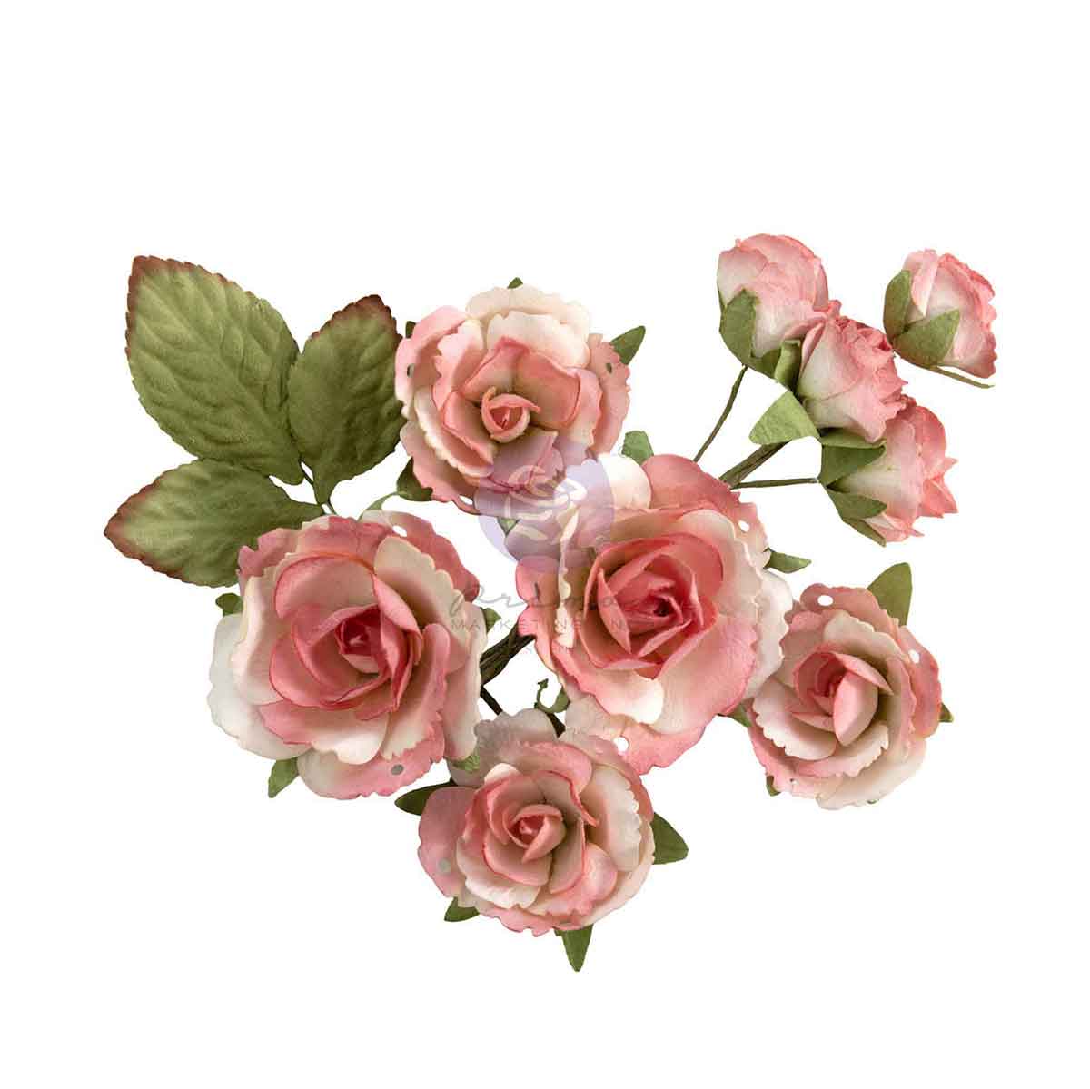 Prima - Homegrown Collection Flowers – Garden Rose Blush – 10 pcs