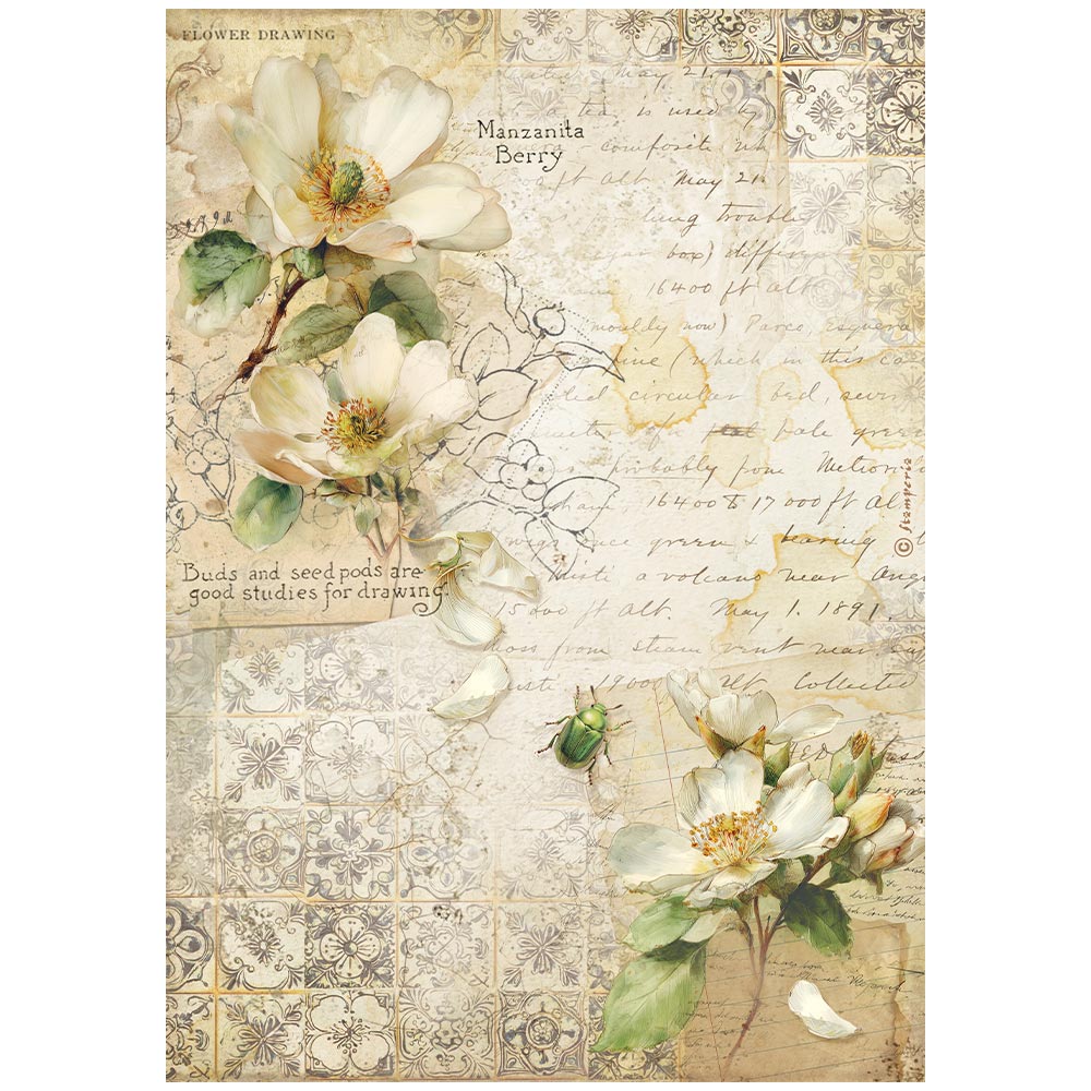 Stamperia  - Rice Paper -  21cm x 29.7cm - A4 - All Around camella